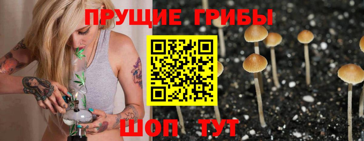 Псилоцибиновые грибы Psilocybine cubensis Волжский